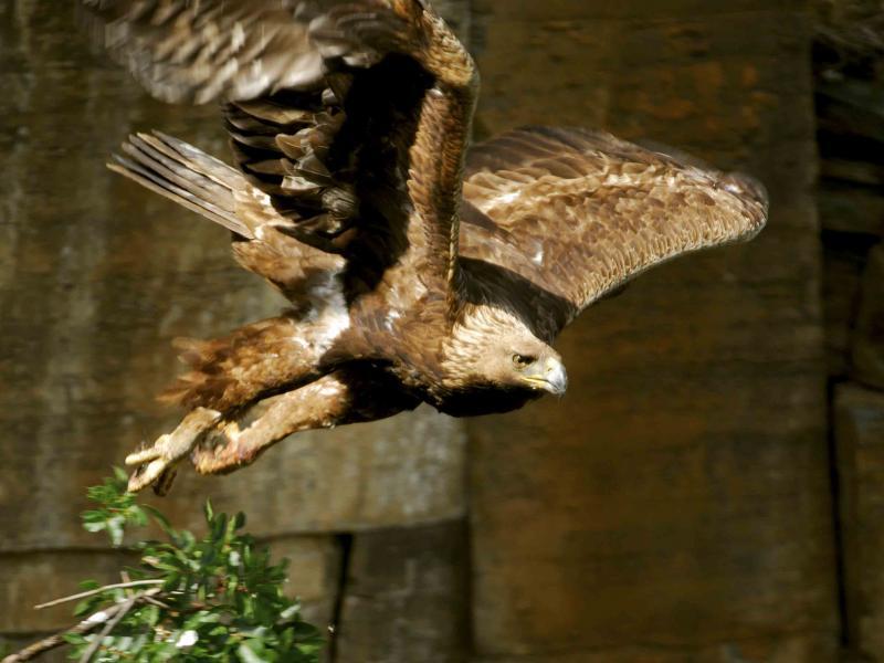 Aves do Côa | Águia Real