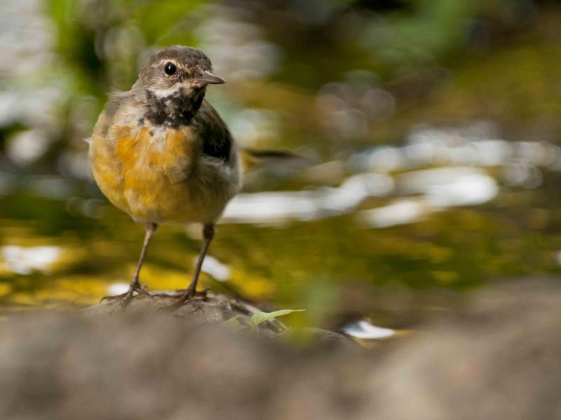 Aves do Côa | Alvéola cinzenta